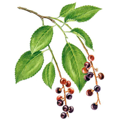 is cherry wood poisonous to humans? 2
