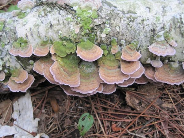 violet-toothed polypore
