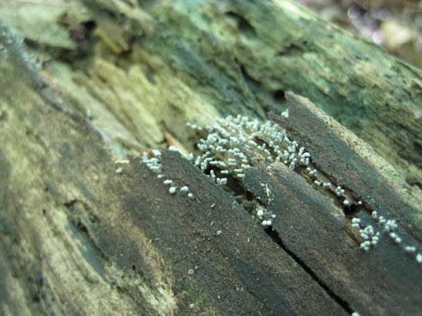 Mycoacia fuscoatra