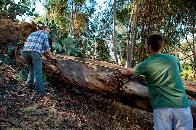 Salvaging a eucalyptus log