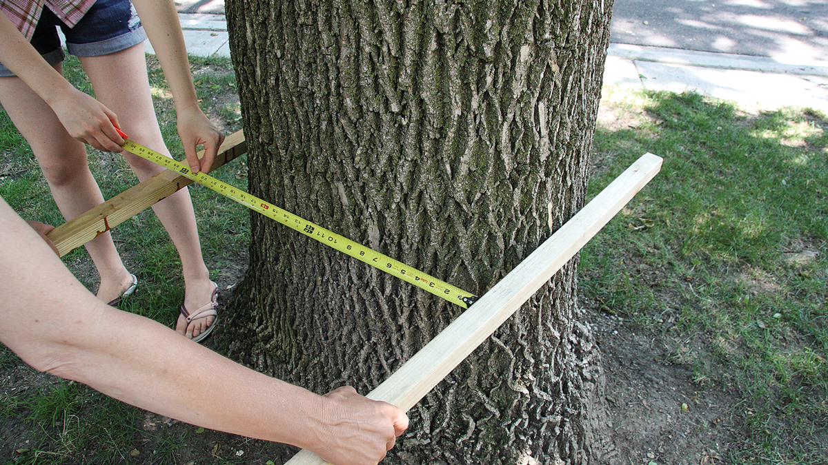 Measure the diameter of the tree at its widest point at 17 in. above the ground.