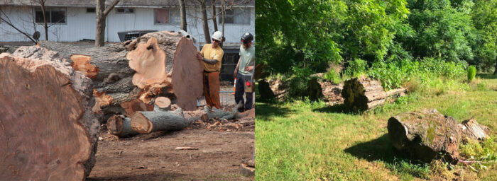 The Willow Oak tree being cut down and milled for distribution.