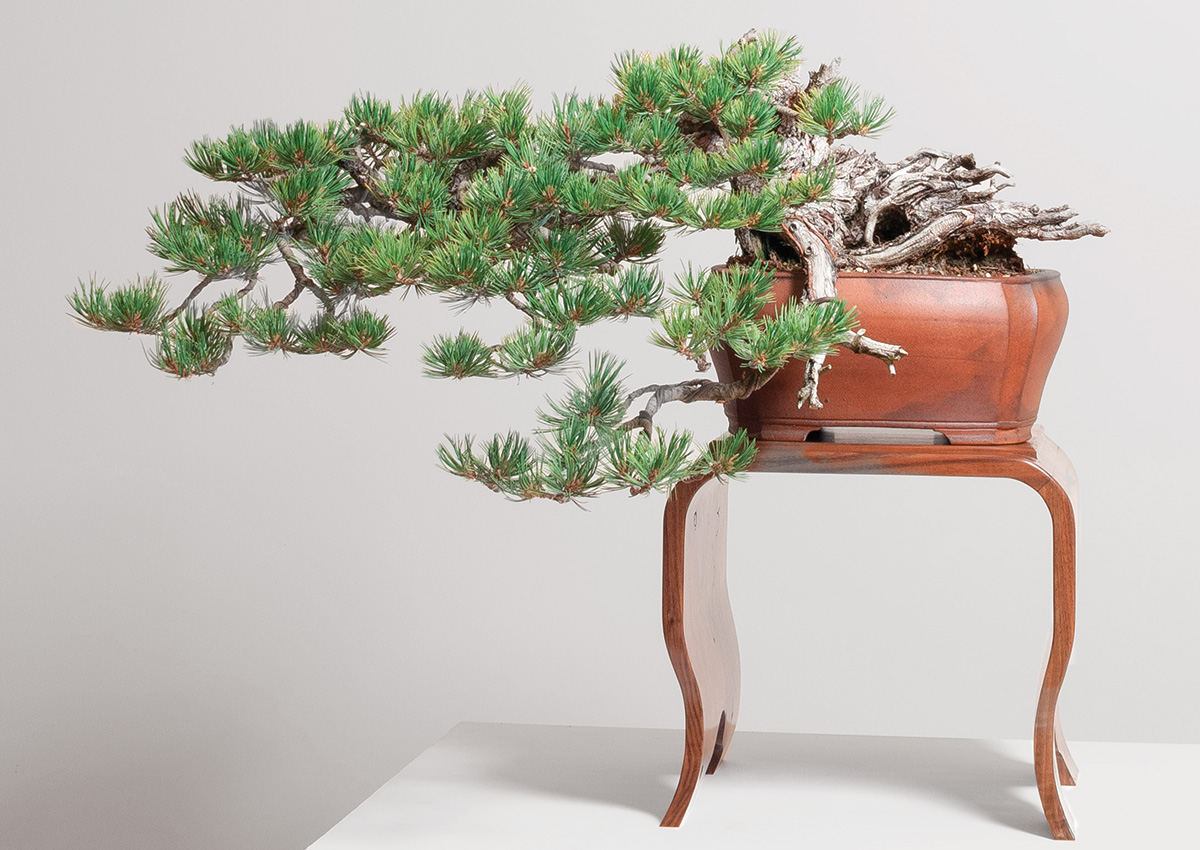 bonsai tree on a limber pine stand