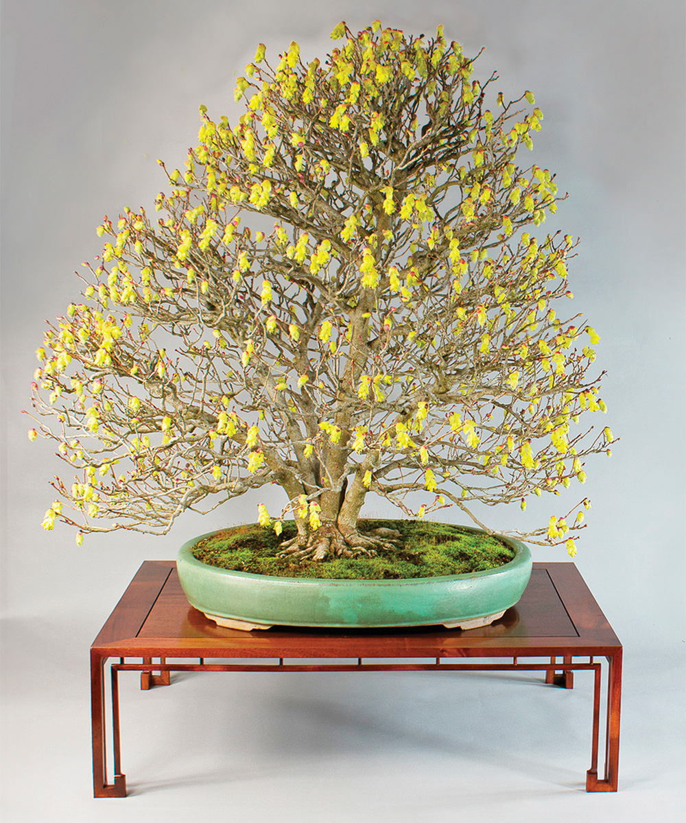 bonsai tree on a low stand