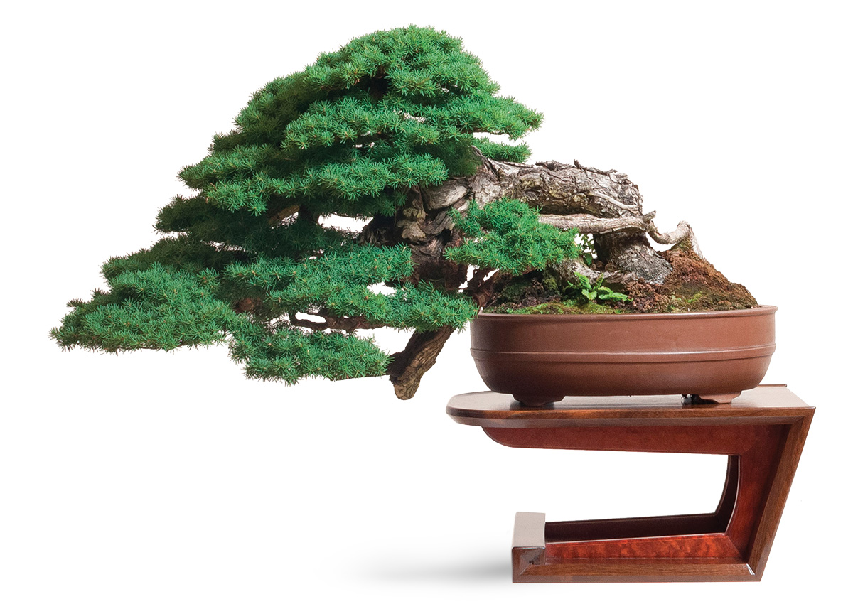bonsai tree on a hemlock stand