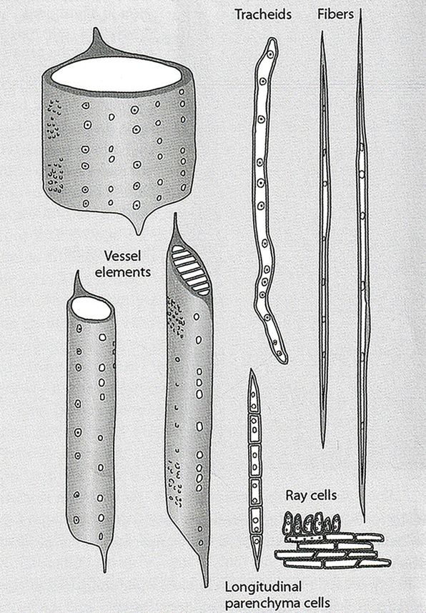 Various cells of hardwoods and conifers. Illustration by Bruce Hoadley.