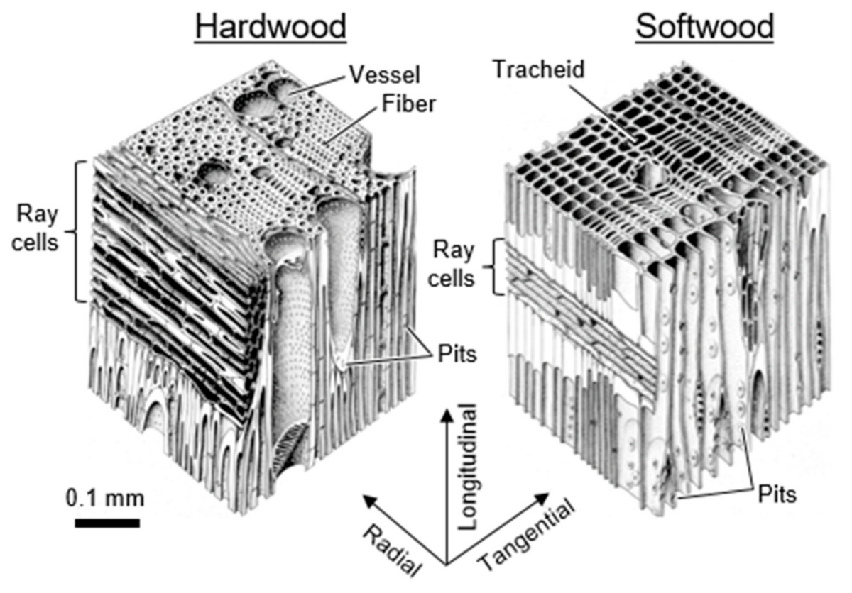 open-grain-vs-closed-grain-wood-smartliving-888-758-9103