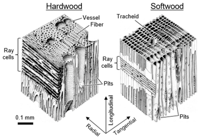 Diagram of cross section of hard and soft wood.  Illustration by mdpi.com.