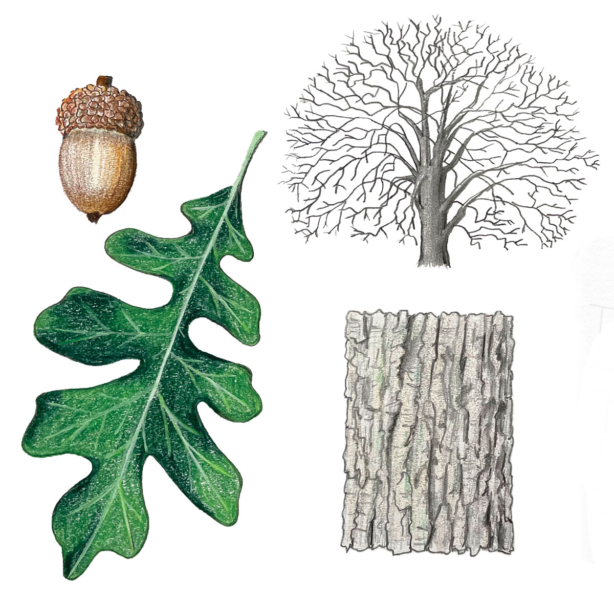 drawing of a white oak tree, acorn, bark, and leaf