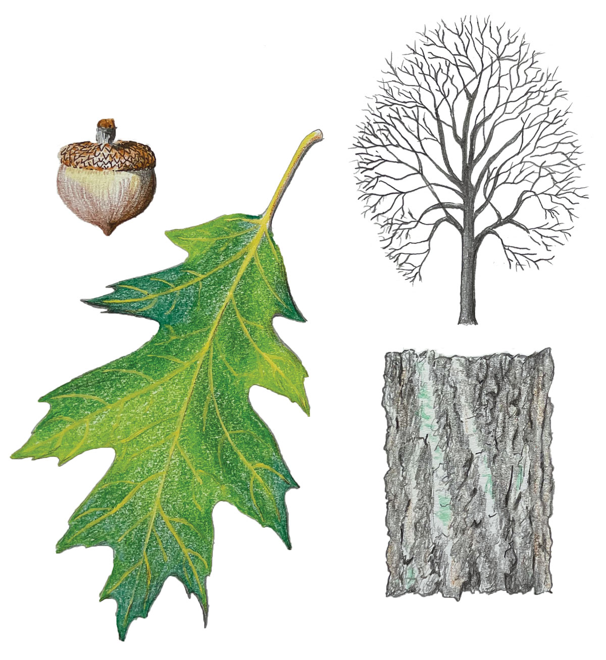 drawing of a red oak tree, acorn, bark, and leaf