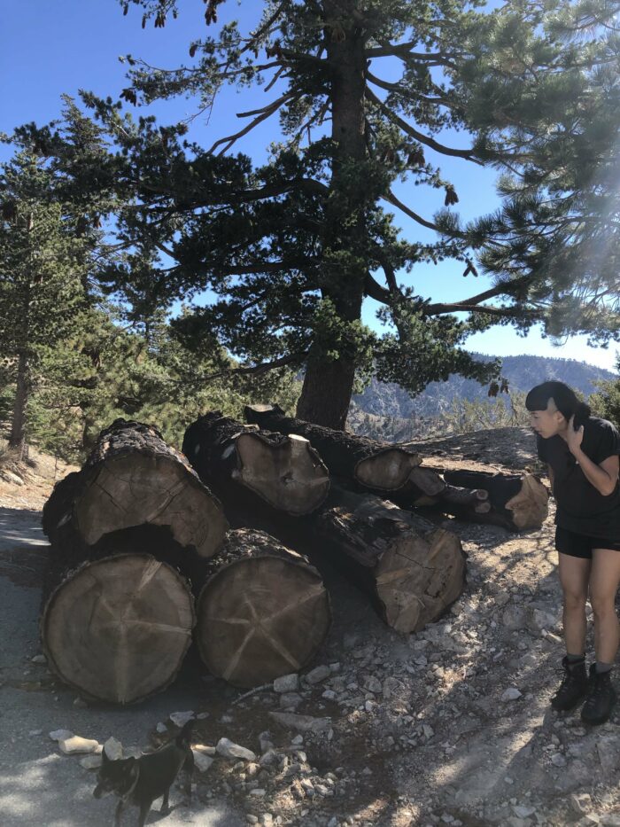A young person in a black shirt and shorts looks at a stack of huge logs. They are bent over, but the stack of logs is almost as tall as they are.