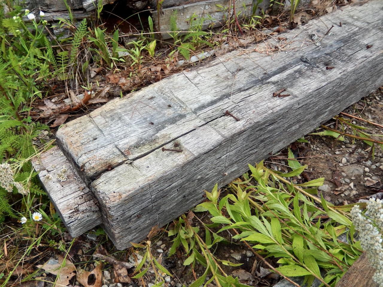 A salvaged board with nails partially extracted.